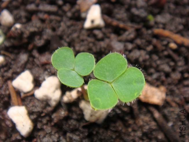 ������С DSC05307.JPG