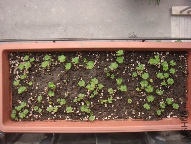 ������С DSC05308.JPG