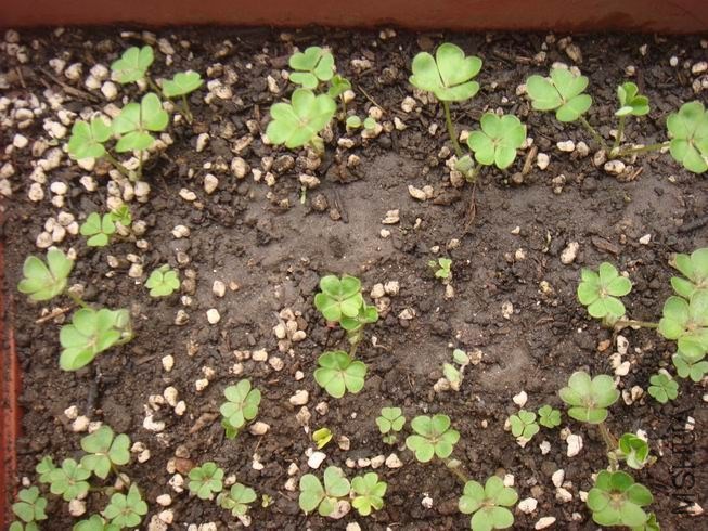 ������С DSC05309.JPG