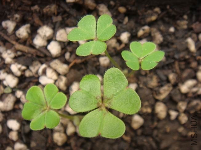 ������С DSC05311.JPG