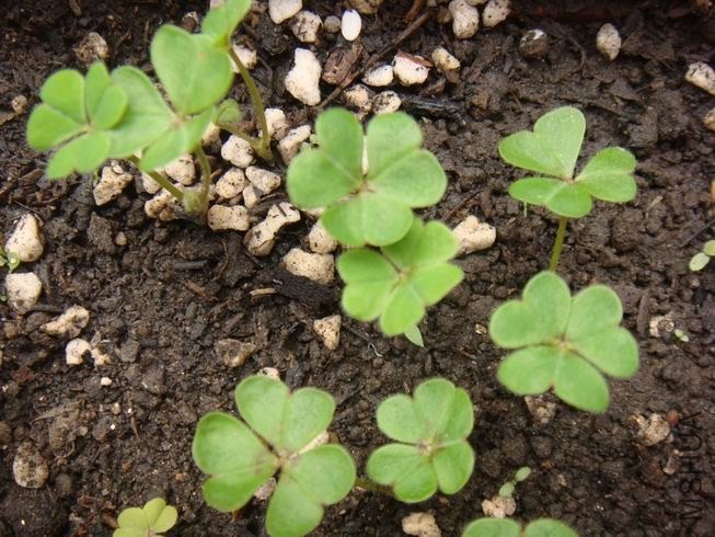 ������С DSC05312.JPG