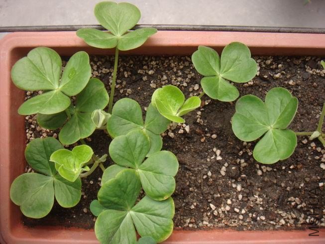 ������С DSC05313.JPG