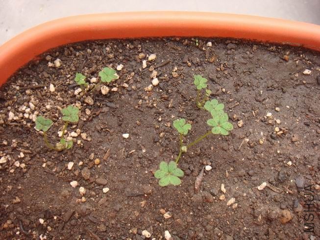 ������С DSC05315.JPG