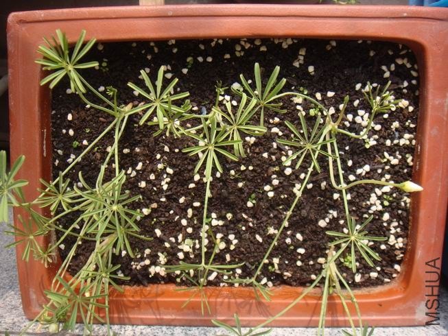 ������С DSC05318.JPG