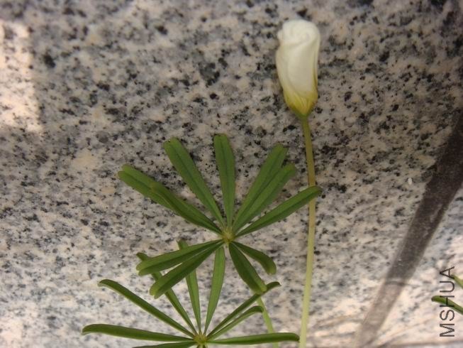 ������С DSC05321.JPG