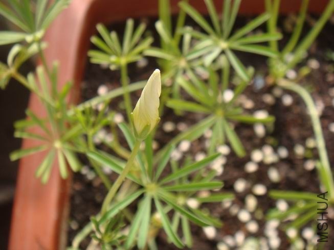 ������С DSC05322.JPG