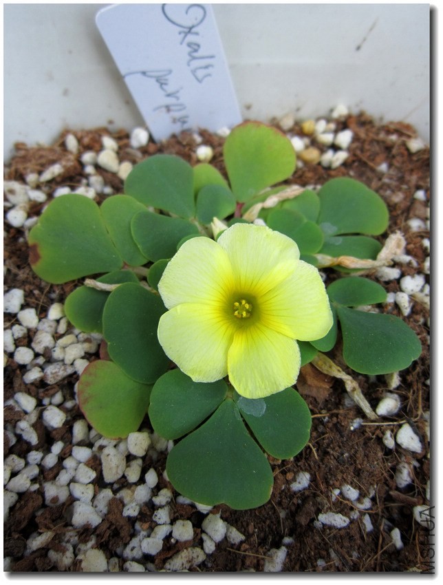 Oxalis  Purpurea Yellow.JPG