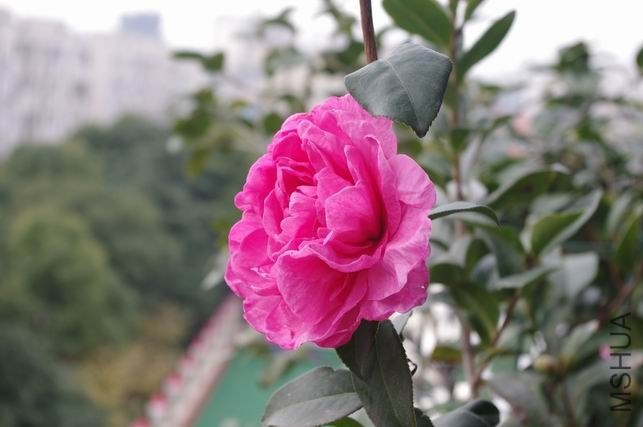 ������С IMGP1922.JPG