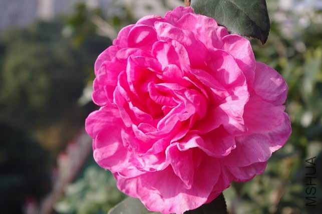 ������С IMGP1926.JPG