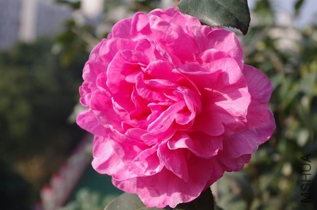 ������С IMGP1934.JPG