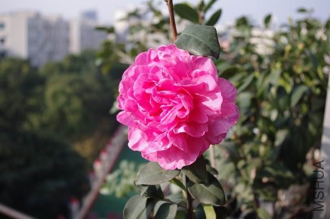 ������С IMGP1935.JPG