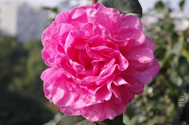 ������С IMGP1936.JPG