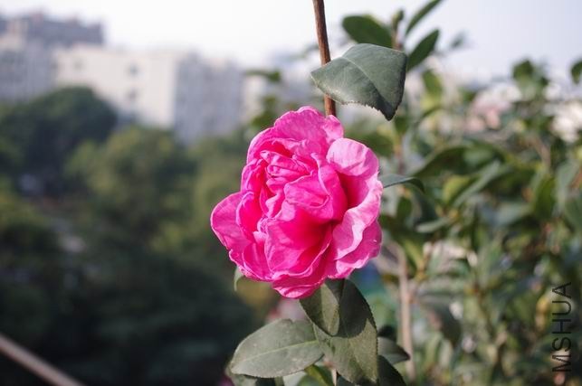 ������С IMGP1918.JPG