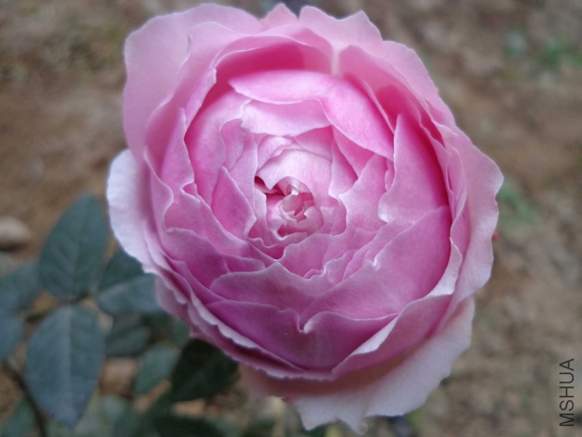 DSC00558.JPG