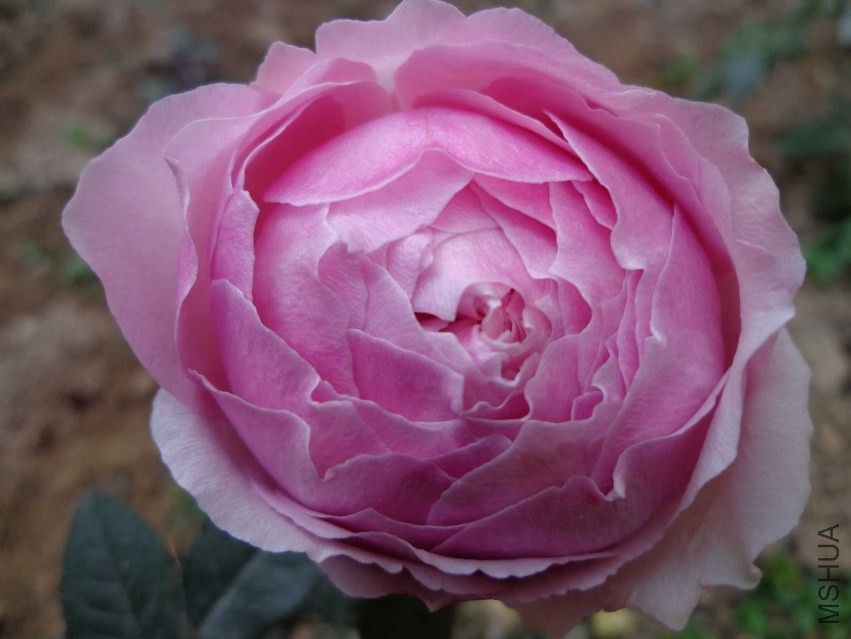 DSC00559.JPG