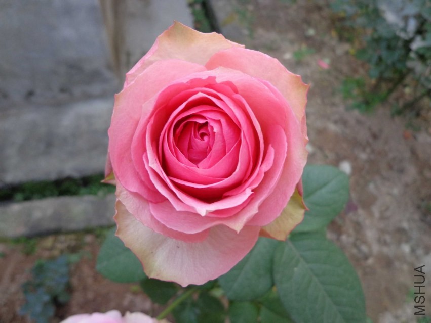 DSC00549.JPG