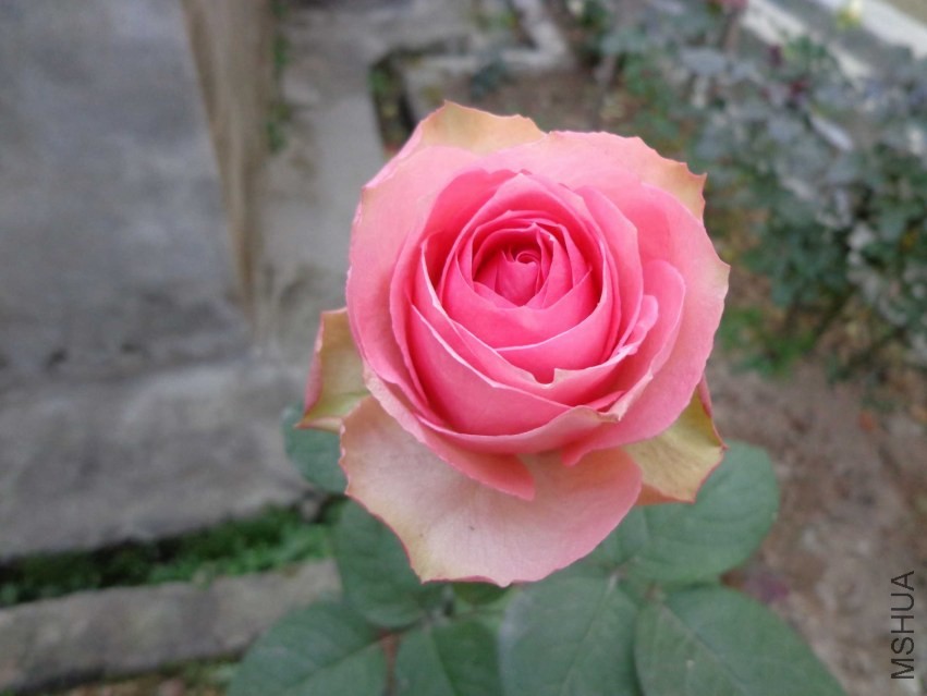 DSC00550.JPG