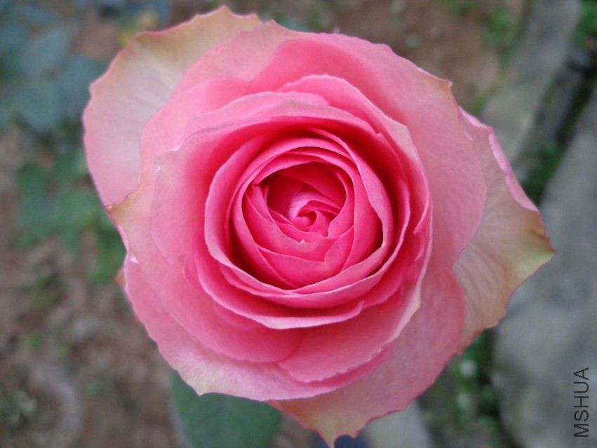 DSC00554.JPG