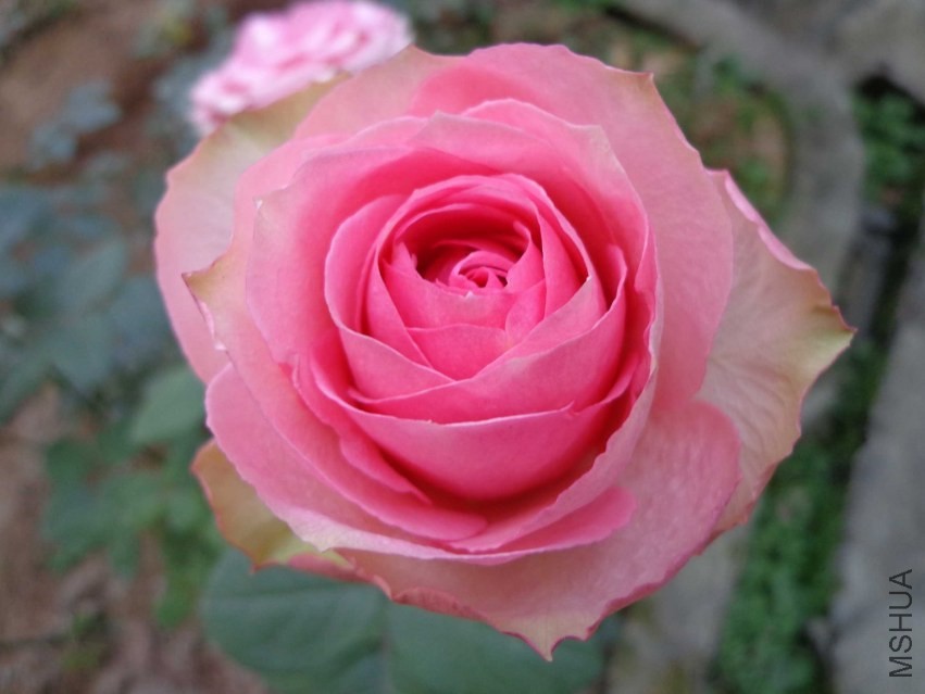 DSC00556.JPG