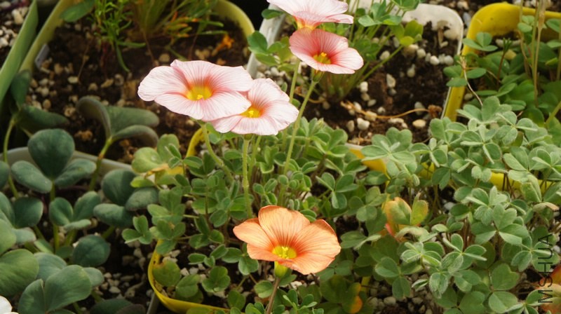 DSC04670.jpg