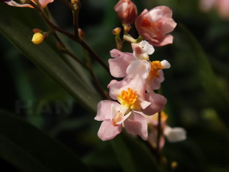 DSCF7250.JPG