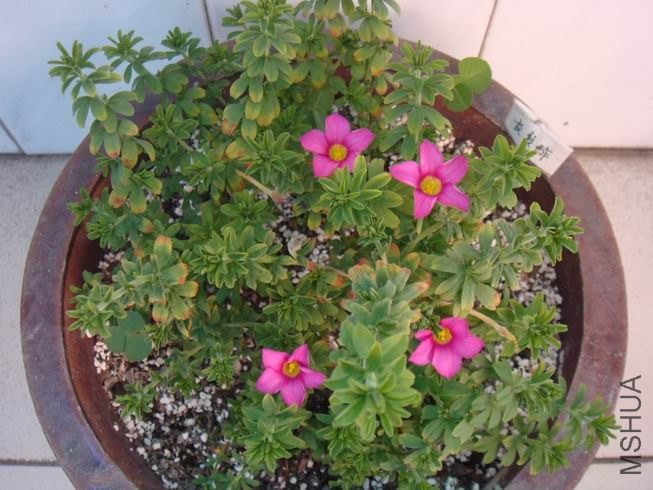 ������С DSC05325.JPG