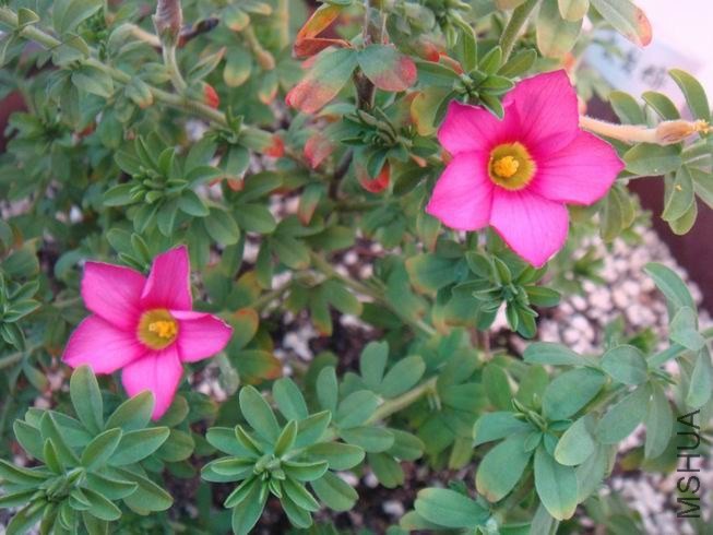 ������С DSC05326.JPG