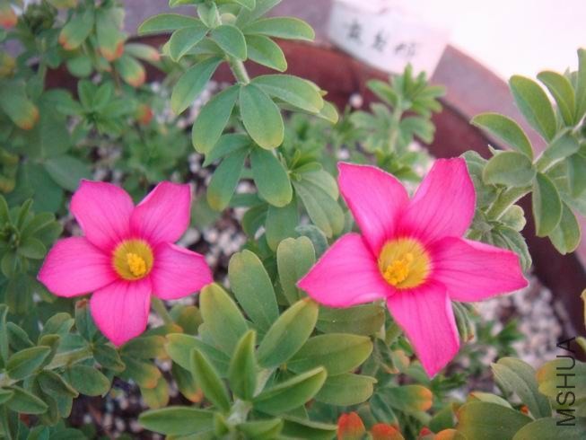 ������С DSC05327.JPG