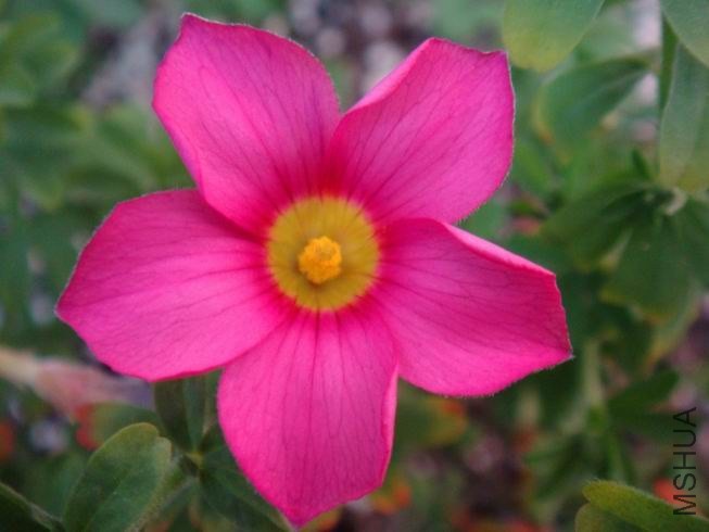 ������С DSC05328.JPG