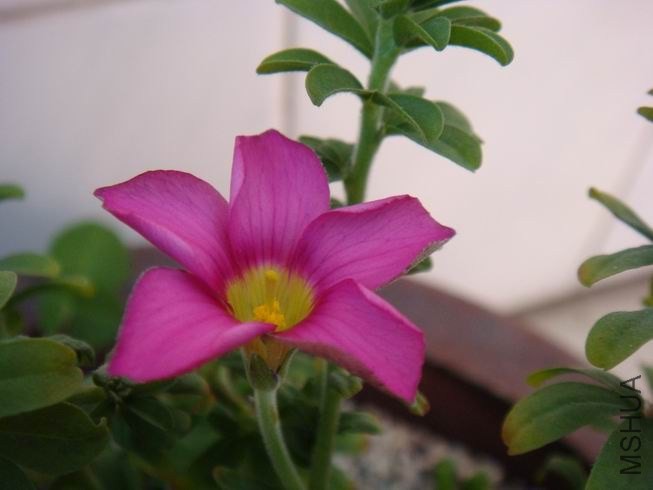 ������С DSC05329.JPG