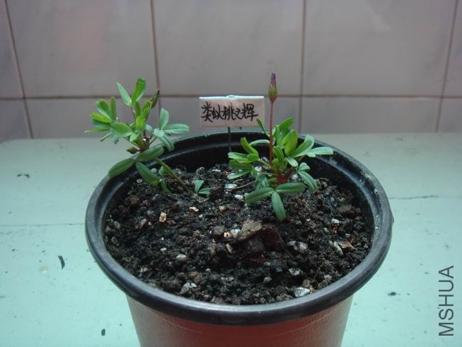 ������С DSC05411.JPG