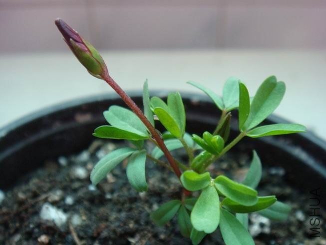 ������С DSC05413.JPG