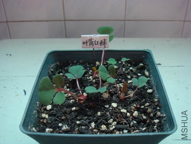 ������С DSC05414.JPG