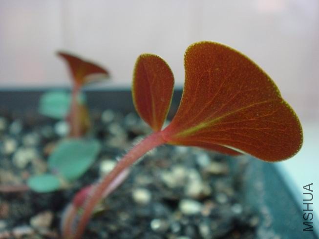 ������С DSC05415.JPG