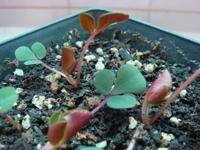 ������С DSC05416.JPG