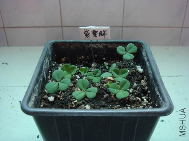 ������С DSC05417.JPG