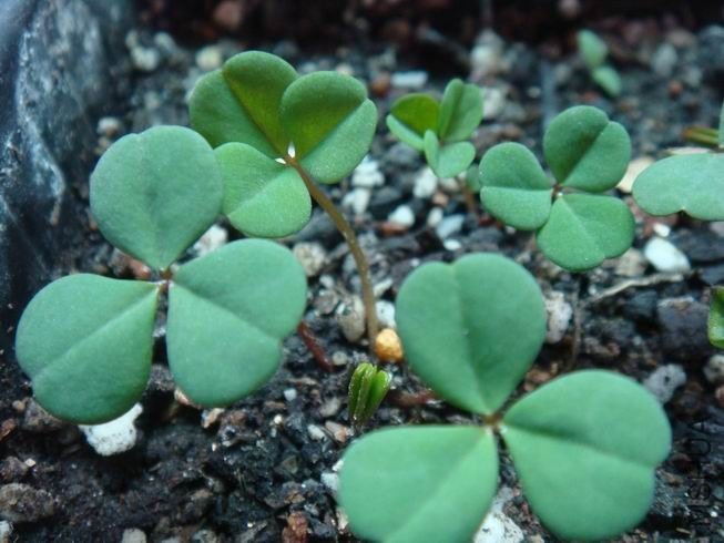 ������С DSC05418.JPG