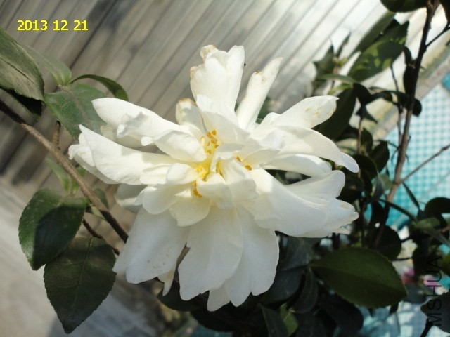 DSC04245.JPG