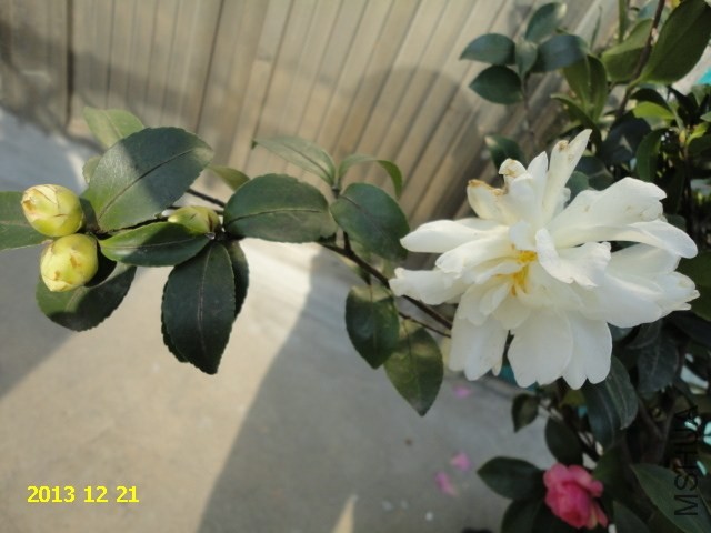 DSC04247.JPG