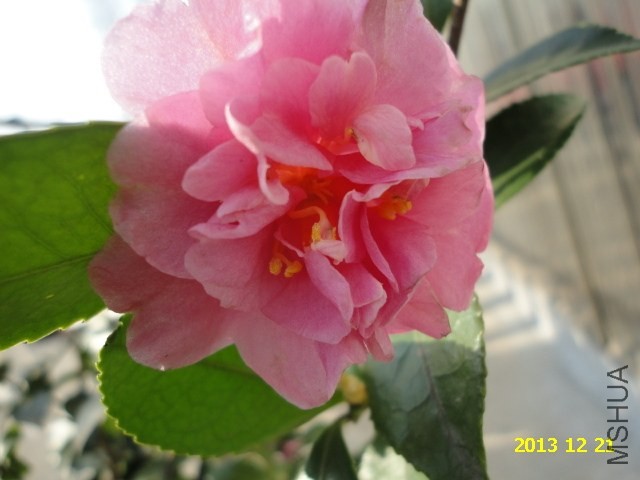 DSC04248.JPG