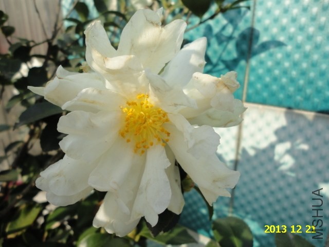 DSC04249.JPG