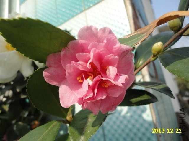 DSC04250.JPG