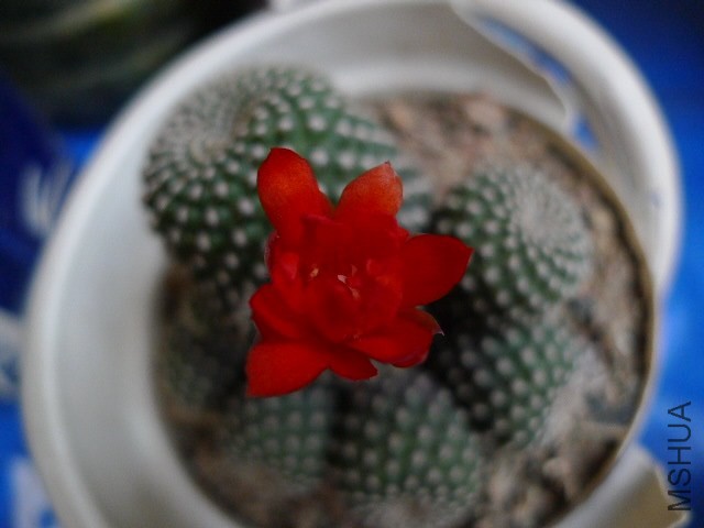P1090156.JPG