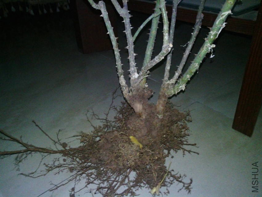 Camera_20131224_174558.jpg