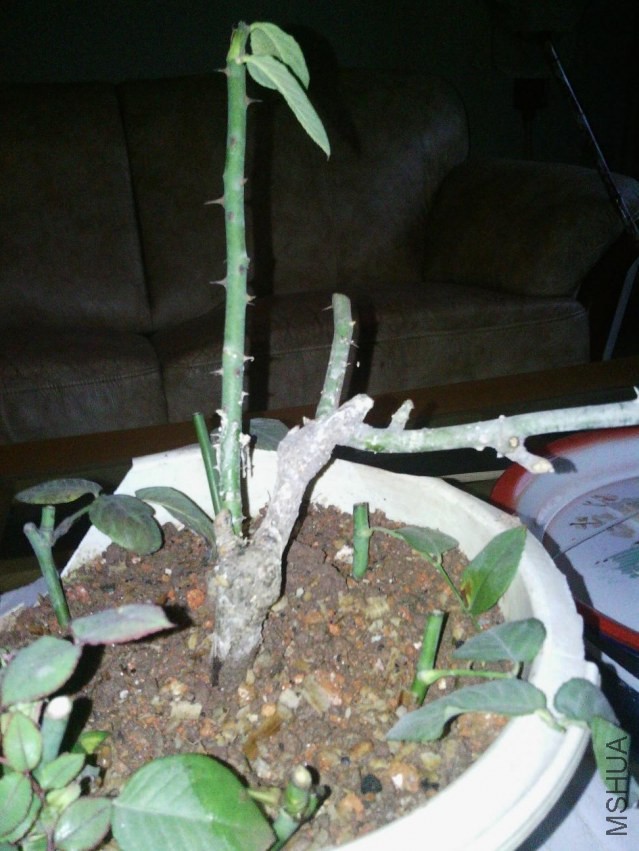 Camera_20131224_175539.jpg