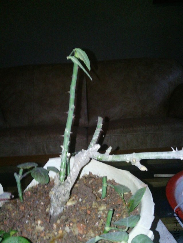 Camera_20131224_175444.jpg