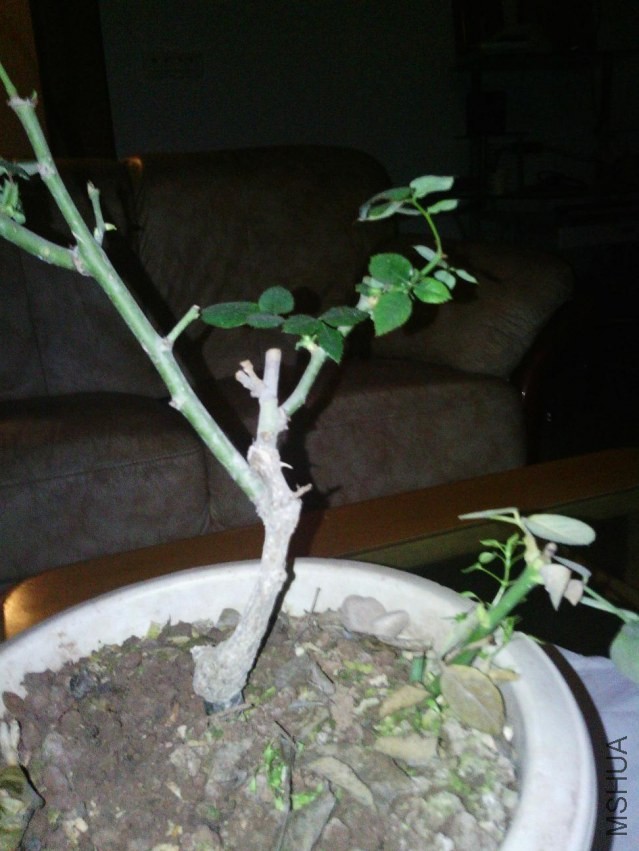 Camera_20131224_175847.jpg