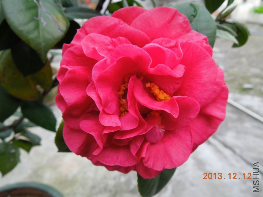 ������С DSCN0435.JPG