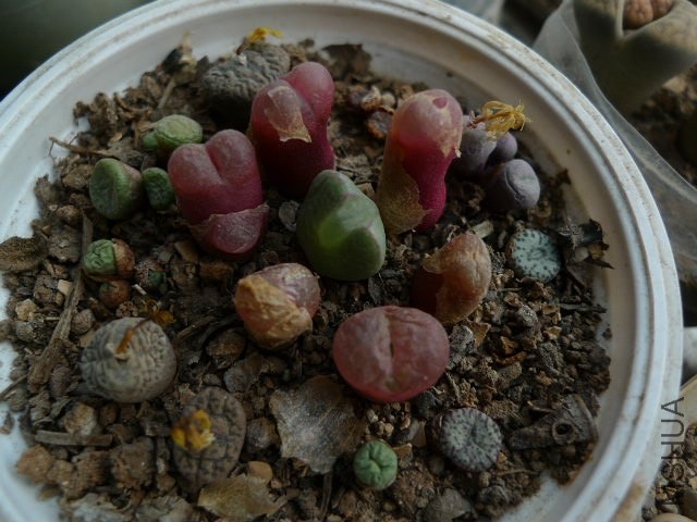 P1090181.JPG