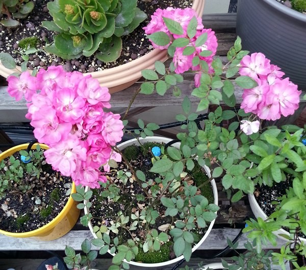 ��Ů��20131225.jpg